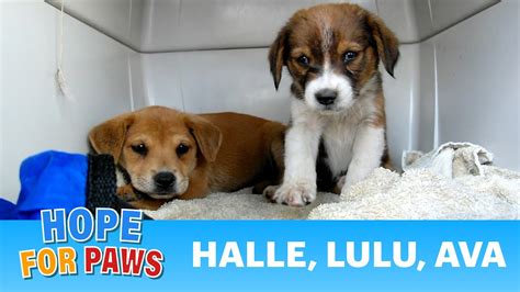good news today|Dog Rescues 2.